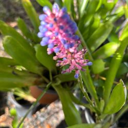 Blooming Matchstick Bromeliad Plants 