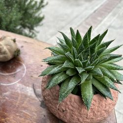 Planta