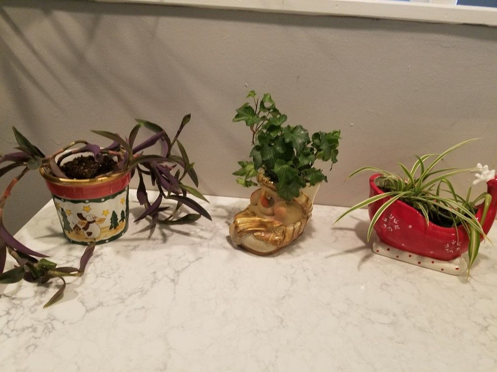 3 live plants in holiday pots $15 all