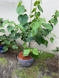 Mature Pakistani Mulberry Tree