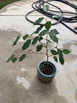 Ficus Benjamina Tree 