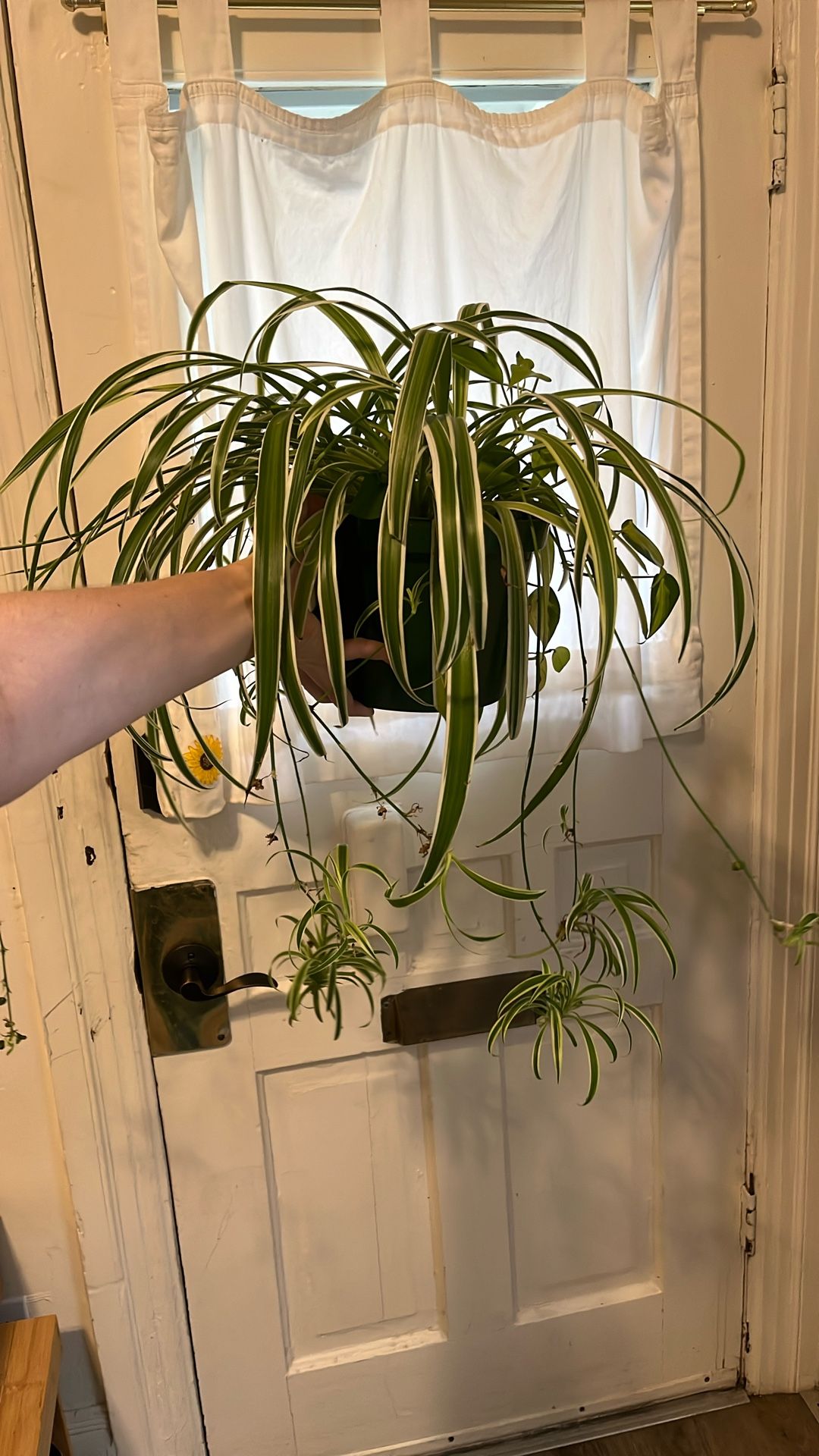 Large Spider Plant + Brazil Pothos