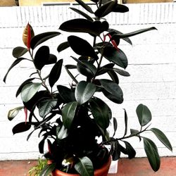 Ficus Rubber Tree
