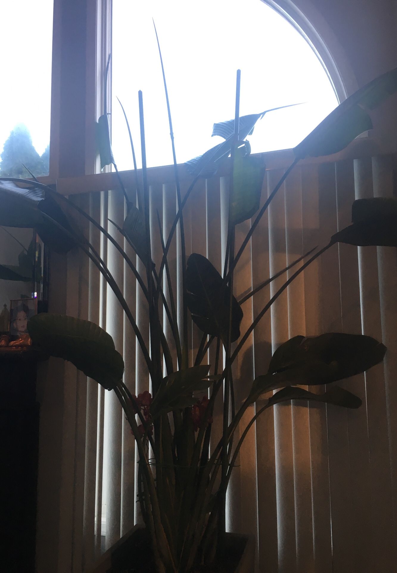 Real plan with vase 10 foot long