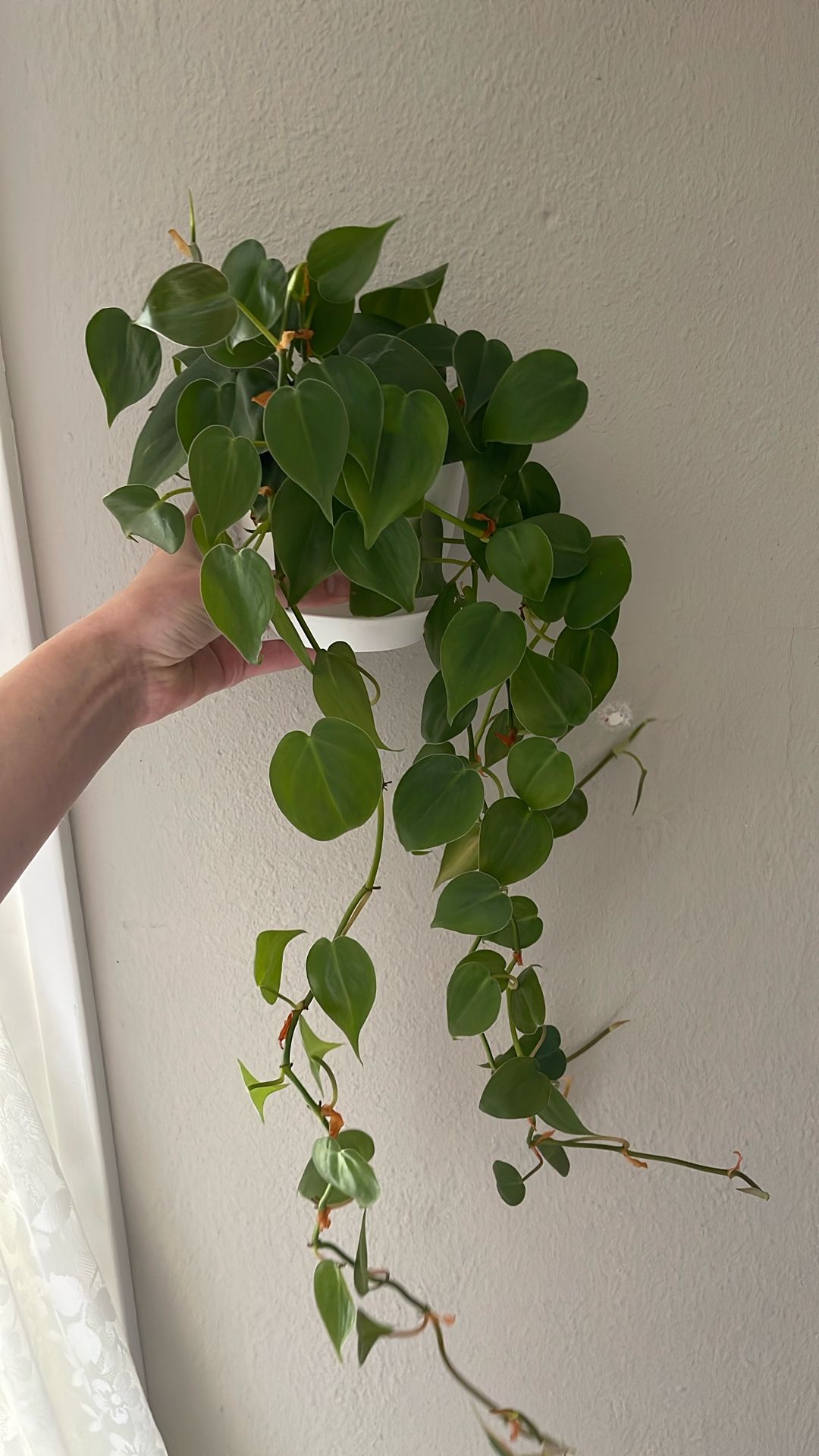 Heart Leaf Philodendron
