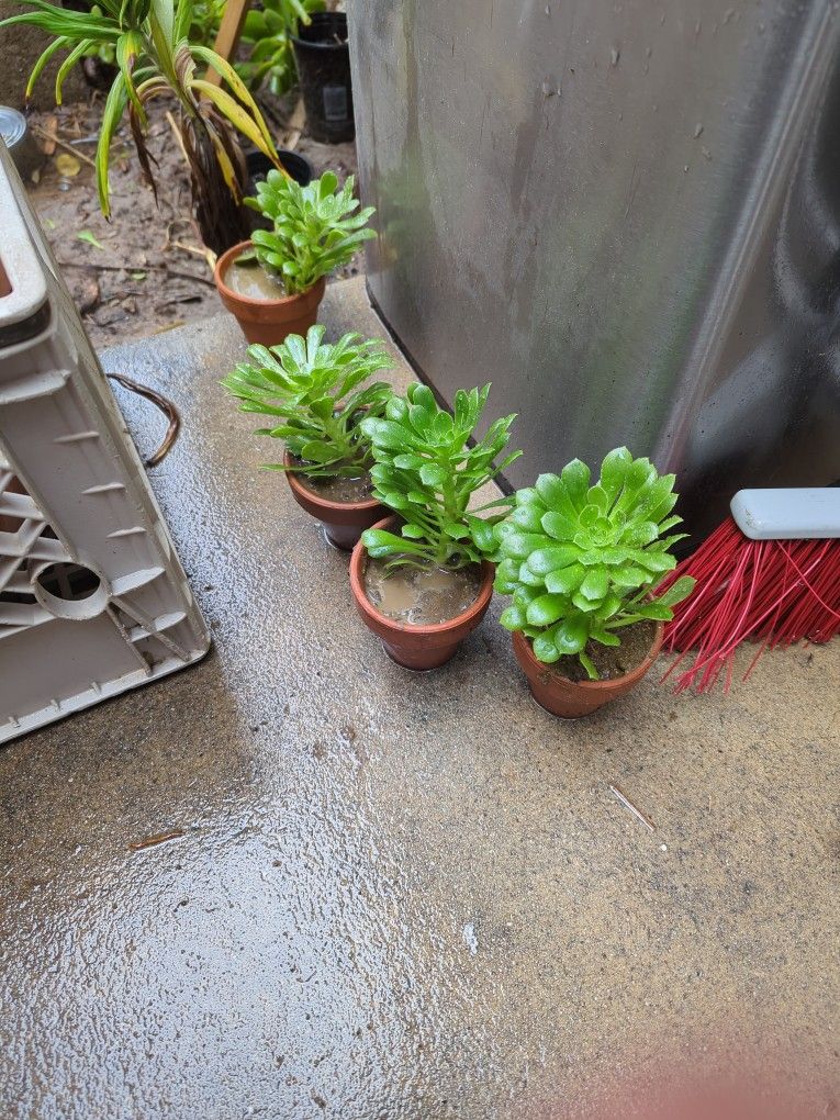 Succulents in Clay Pots