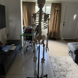 Skeleton Professional For Medical Practice To Show The Parts Of Human Skeleton