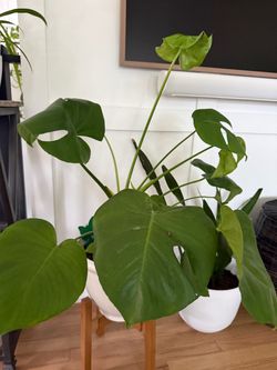 Monstera Deliciosa Live Indoor Plant