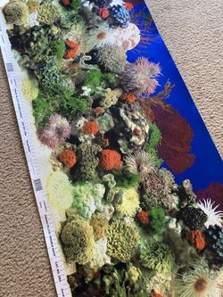 Fish Tank Backing Decoration Film