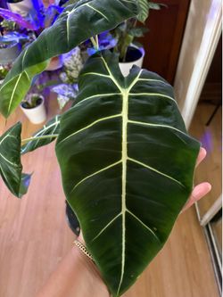 Alocasia Fridek