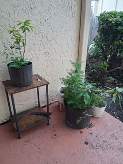 Plant + Stand