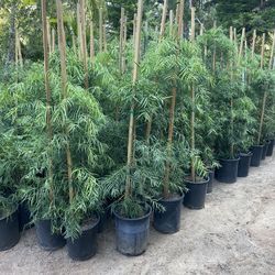 5 Gallon Size - Podocarpus trees - Pepper trees - Hibiscus - Honeysuckle - Lavender - Jasmine - Oleander - Ficus - Rose Bushes - Boxwood