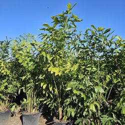 fishtail  palm tree Instant  privacy  Hedge  for fence over 6 to 8 feet tall  