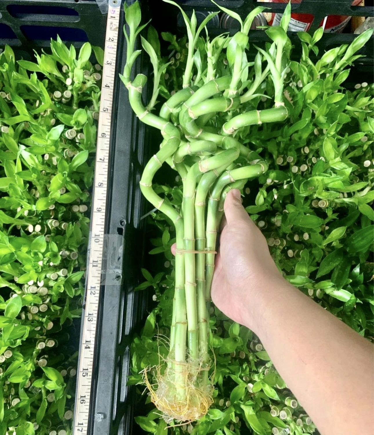 Spiral Lucky Bamboo Live Indoor Plant (10 Stalks/Bundle)