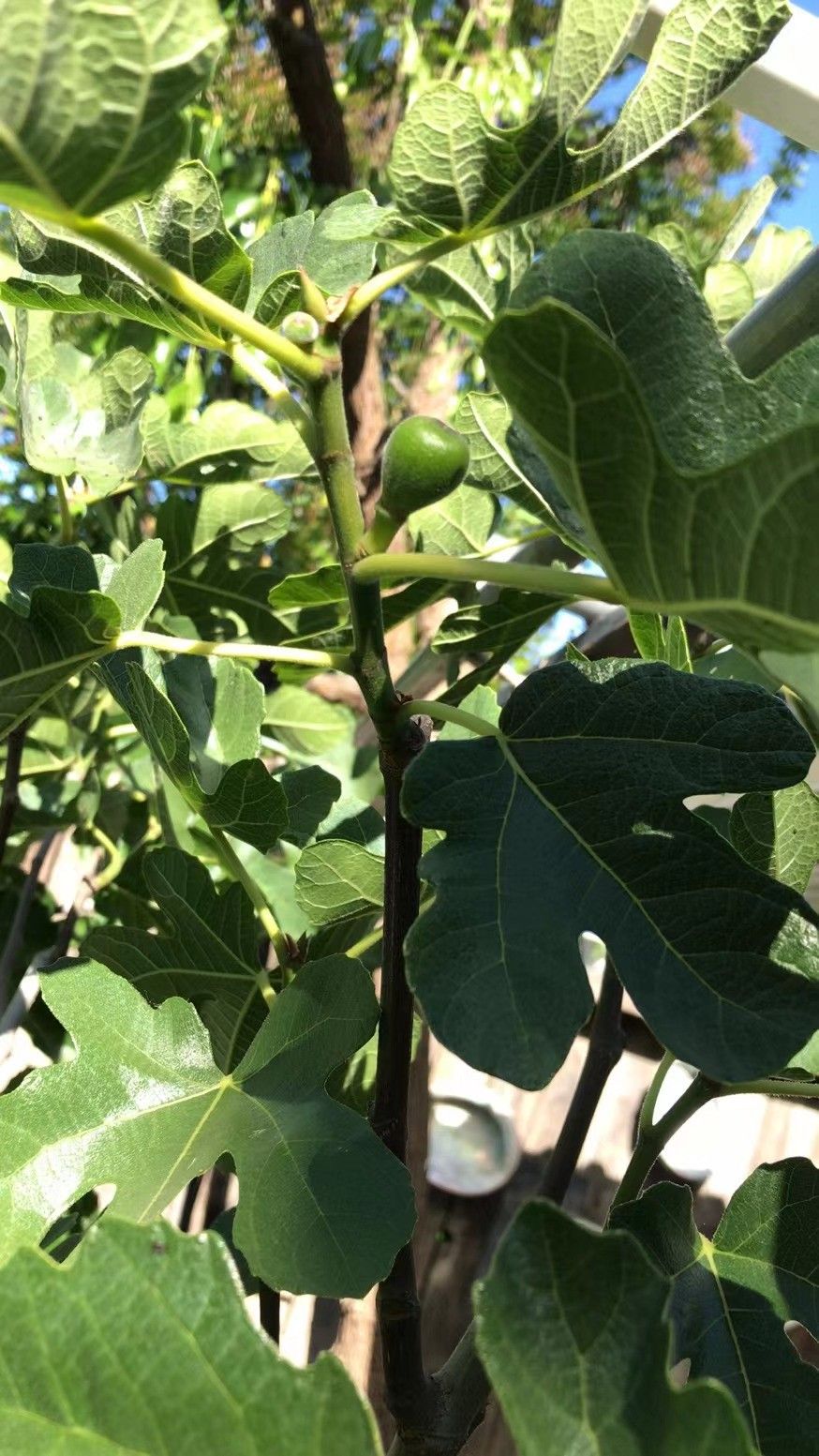 Fig Tree with Fruit, 5 Ft Tall