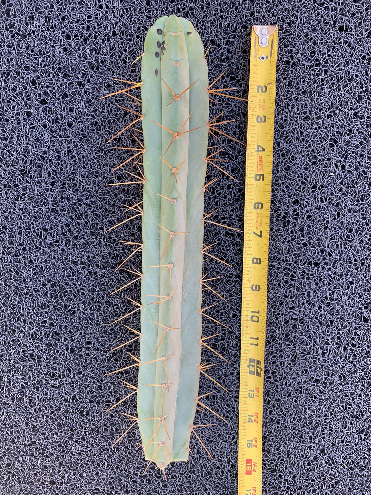 Bolivian Torch Cactus (Trichocereus Bridgesii)