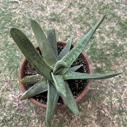 Succulent Plant In A Clay Pot 