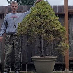 Spruce (Dwarf Picea)