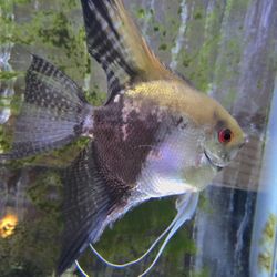 Fish Aquarium 