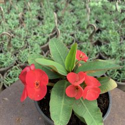 🌿 Crown-of-Thorns Plant (Euphorbia milii) 🌸