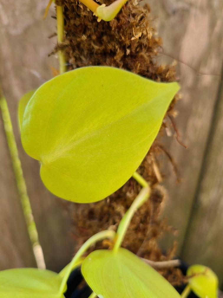 Lemon Lime Philodendron Plant #1