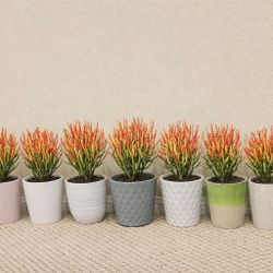 10 Pots Of Fire Stick Plants In Nice Ceramic Pots