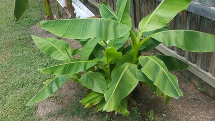 bananas plants 6 each
