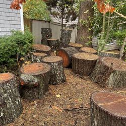 Free- Douglas Fir Firewood Rounds