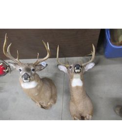 Two Near Mint Vintage 8 Point Bucks In Majestic Poses