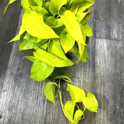 Neon Potho Cascade Indoor Houseplants 