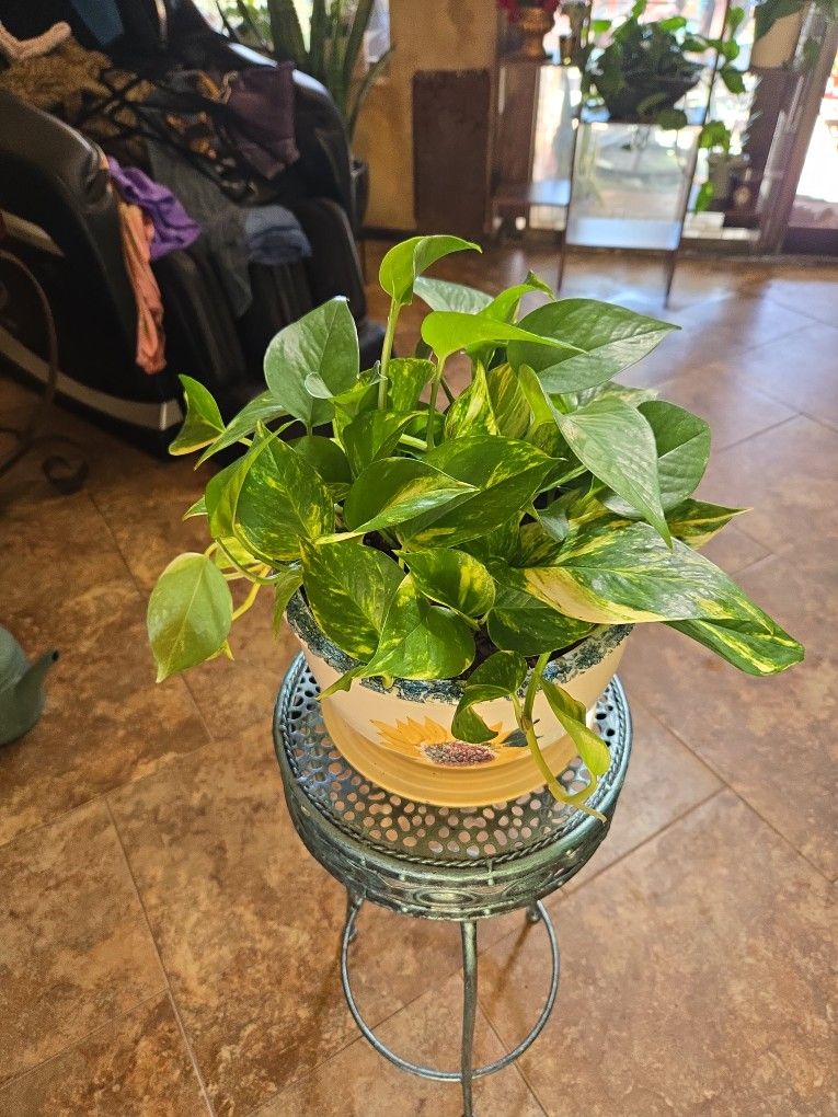 Lovely Pothos Plant In Sunflower Pot With Plate