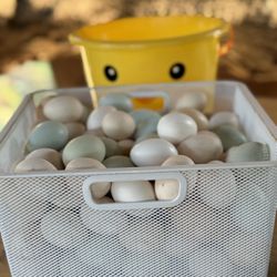 Fresh Chicken Eggs 