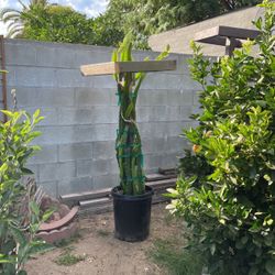Dragon Fruit Plant