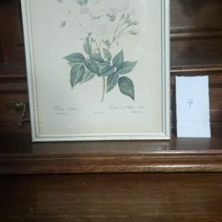 Rosa Norsettiana or Musk Rose with Double Flowers Framed Print
