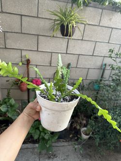 Ric Rac Plant 6” Pot ( Cactus )