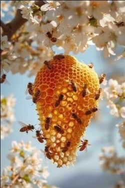 Need Real Honey? I Got it 32oz