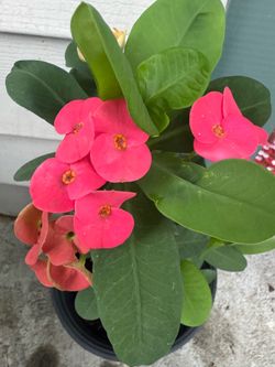 Corona de Cristo flor mediana