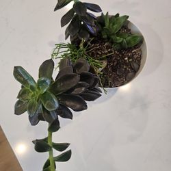 Succulents For Sale