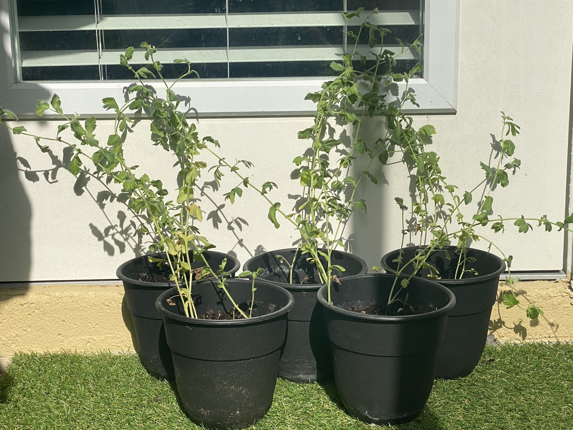 Chickpea - Garbonzo Bean Plant 