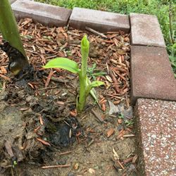 Banana Tree/Plant Pup