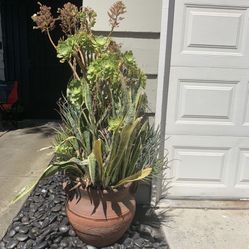 Succulents In Large Planter 