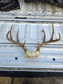 Deer Antler Skull Cap Decor
