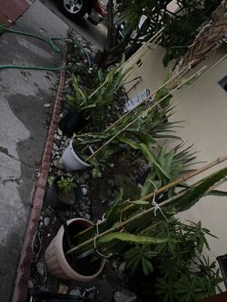 Dragon Fruit Plant