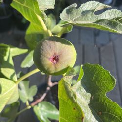 Fig Tree With Fig