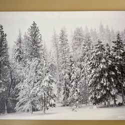 Winter Trees