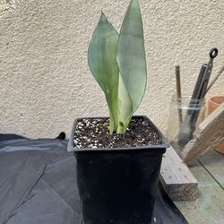 Moonshine Snake plant