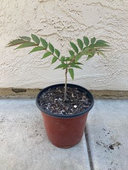Edible Xiang Chun Chinese Toon Mahogany “Beef and Onion” Tree Plant