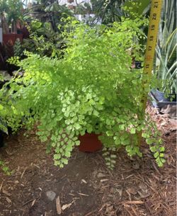 Super full/lush (6” pot) Maiden Hair fern, button fern, blue star fern; pet safe!! 95820