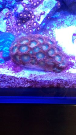 Gatorades mini Colony (Reef Aquarium)