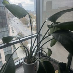 Birds Of Paradise plant